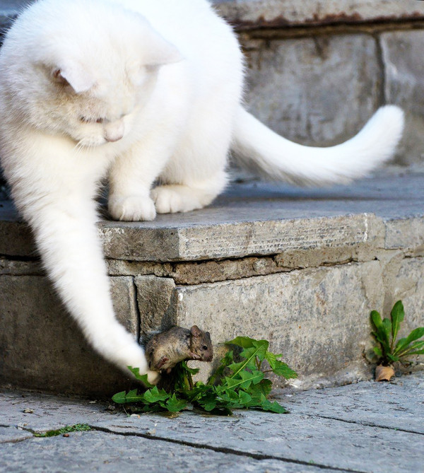 Коты из сети