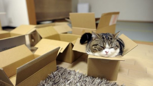 Коты и Кошки