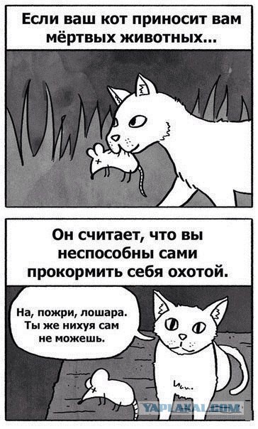 Весёлые картинки