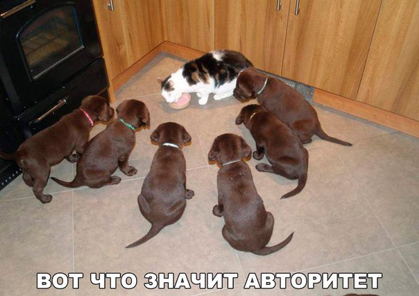 100 картинок для поднятия настроения!