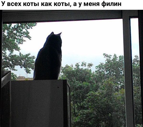 Коты и Кошки