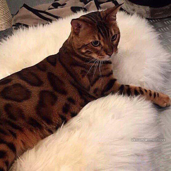 Коты и Кошки