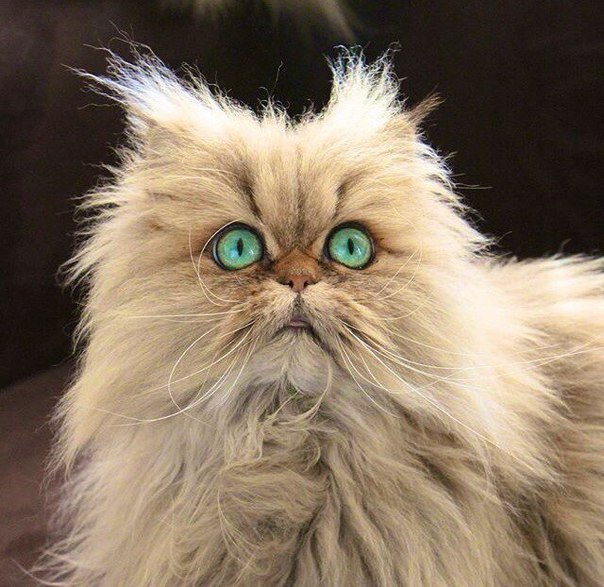 Коты и Кошки