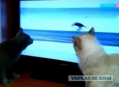 Самые умные птицы
