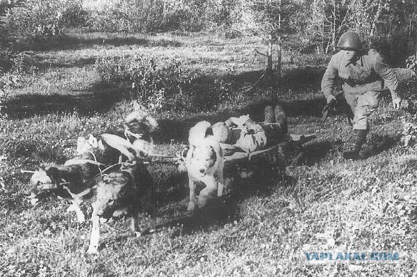 Собака — друг человека, а чиновники нет. И пусть только попробуют снять плакат!