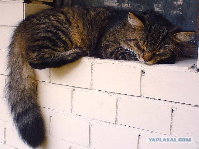Уррааа! Котовторник на ЯПлакалъ!