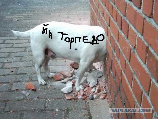 убился об стену фото онлайн убился об стену фото