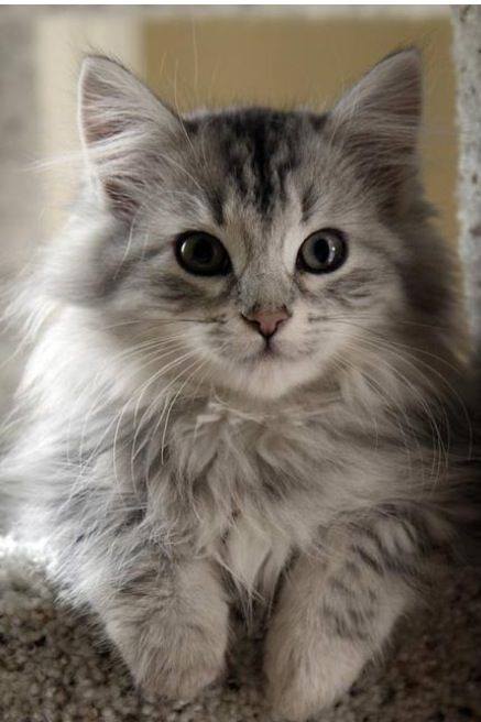 Котовторник 24.07.2018