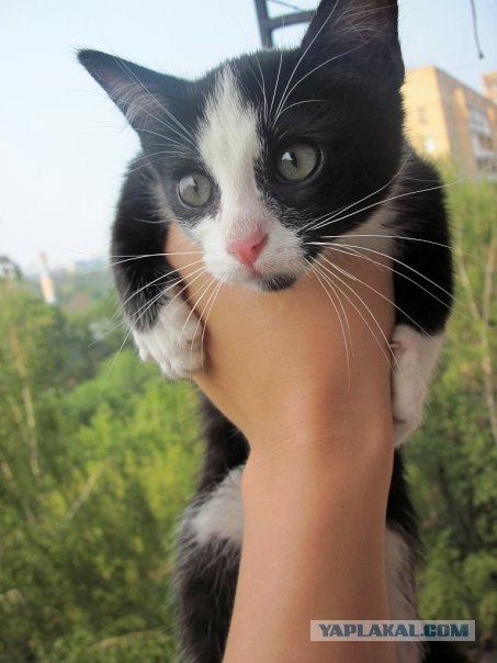 Котовторник 1.02.2011