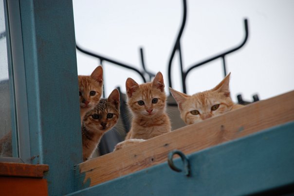 Сегодня котовторник, а котиков все нет
