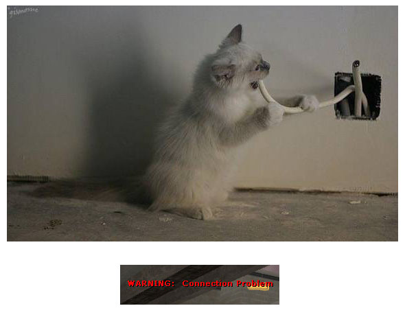 Котовторник
