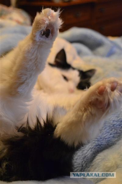 Котовторник в "КотоГетто"