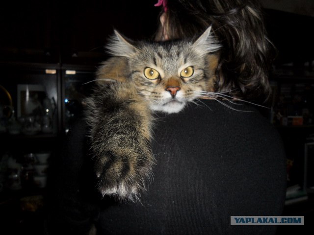 Котовторник 20.12.2011