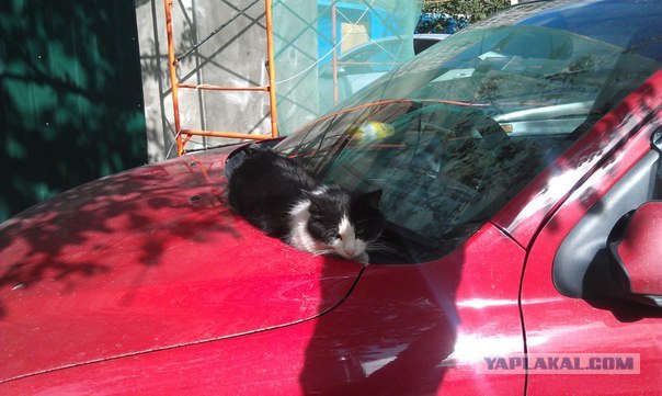Котовторник 24.04.2012