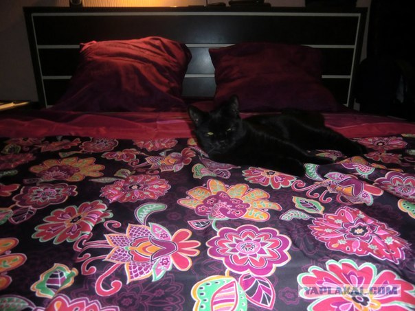 Котовторник ( 23.10. 2012. )
