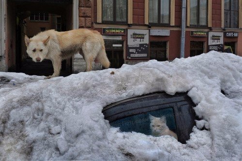 Подборка интересных и веселых картинок 15.03.19