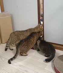 Начнем котоФторник?