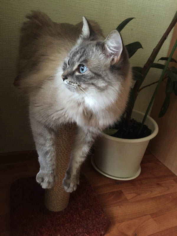 Что любят котики...