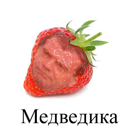 Фотожаба: Лето, фрукты, генетика!