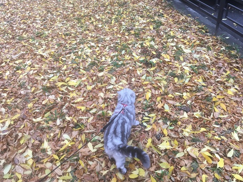 Котовторник 20.10.20