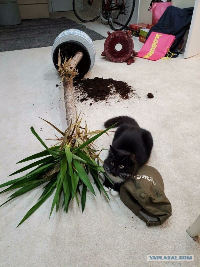 Фотографии, которые доказывают, что кошки самые большие сволочи