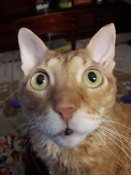 А котовторник уже начался?