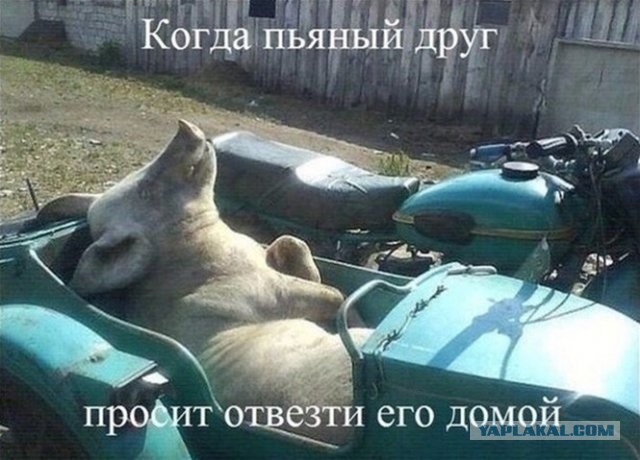 Алкопост 24.07.21