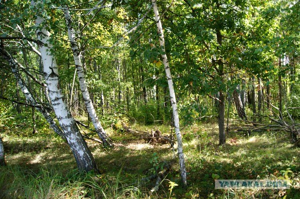 Осень в банках