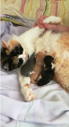 А это мой котан к котовторнику