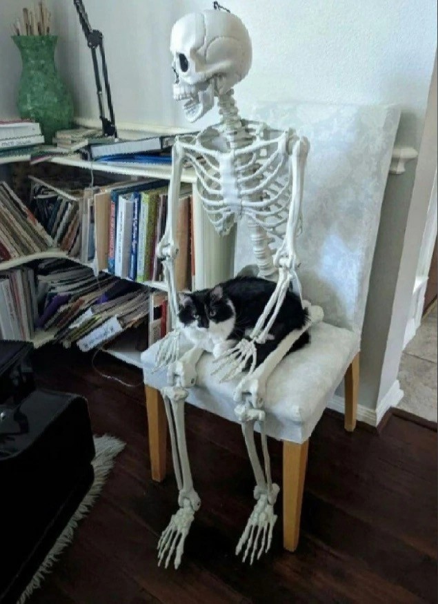 Котовторник. Котенок Кисель