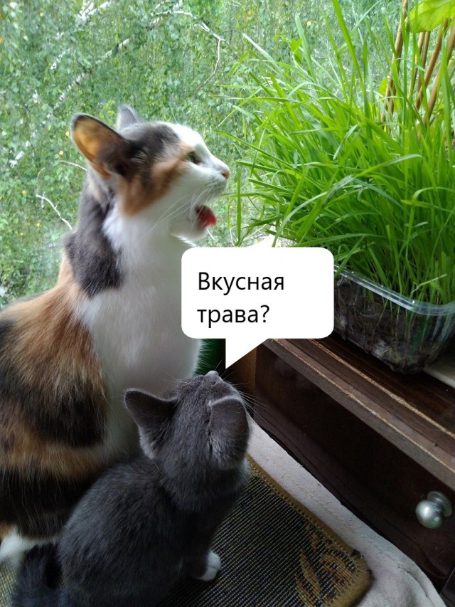 История одной дикой кошки в фотографиях