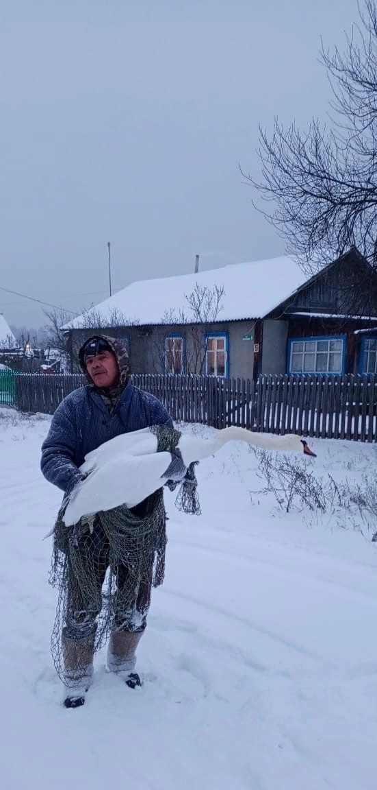 Зима лебеди