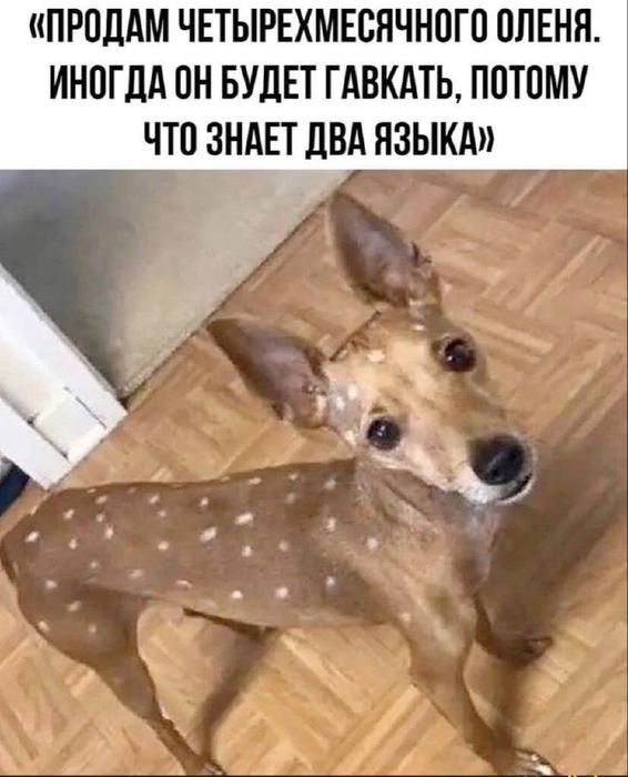 Картинки для деградации 85 (разной степени свежести)