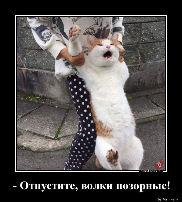 Повязали, волки позорные...