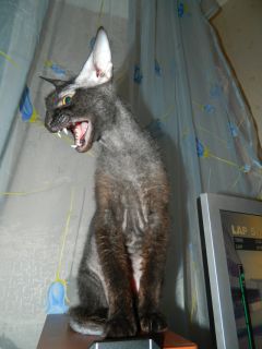 Преданный котик