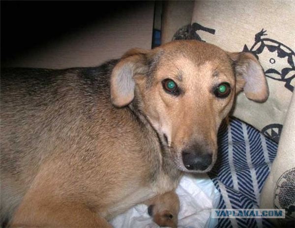 Спасенные собаки