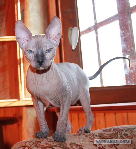 Котовторник 05.03.13
