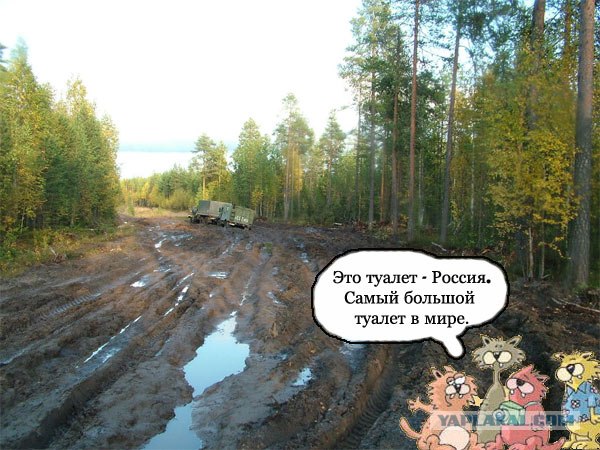 Кошачье мнение