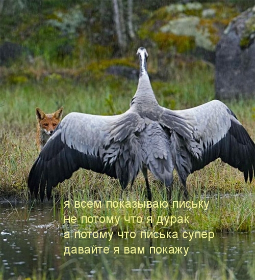 Покажу ВЫМЯ!