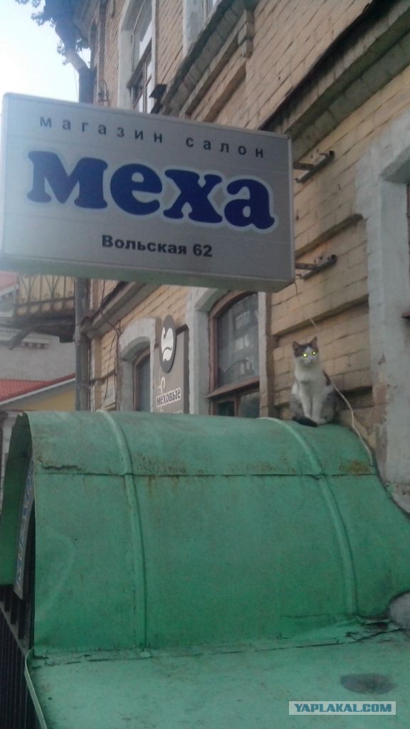 Котовторник  08.07.2014