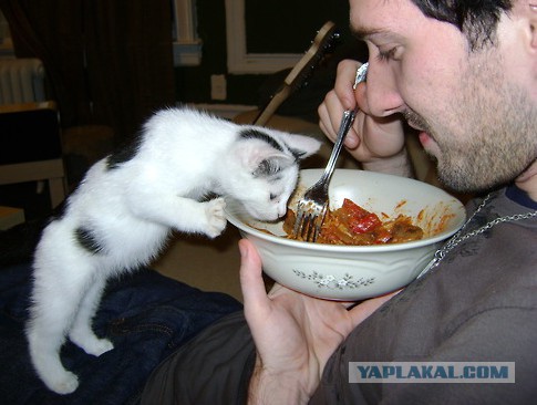 Еда для мужика