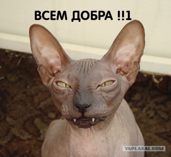 Когда вы плюсуeтe тему в платине