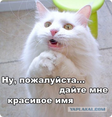 Чёрт, чёрт, чёрт!