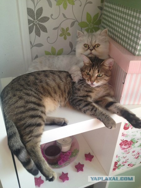 Счастье - в котиках :)