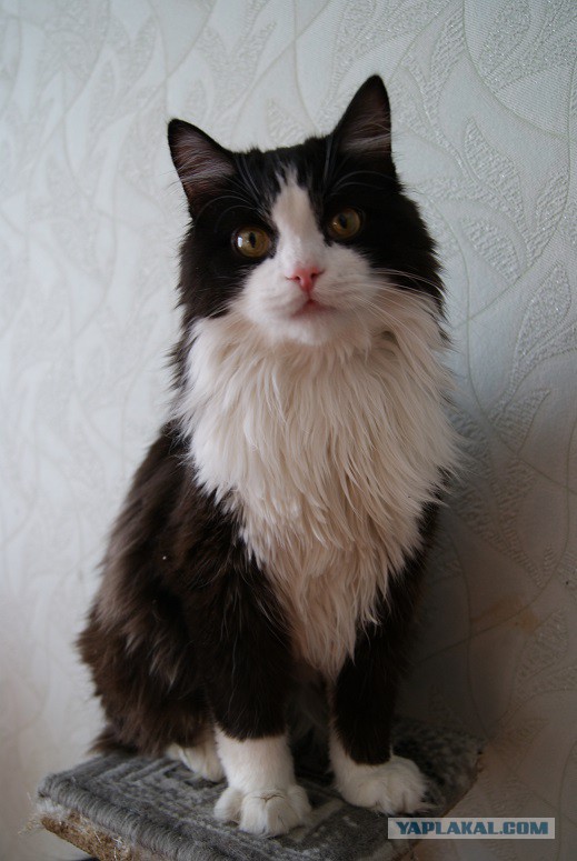 Котовторник 04.11.2014