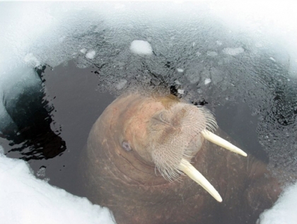 Господа "всёпропальщики", объясните!