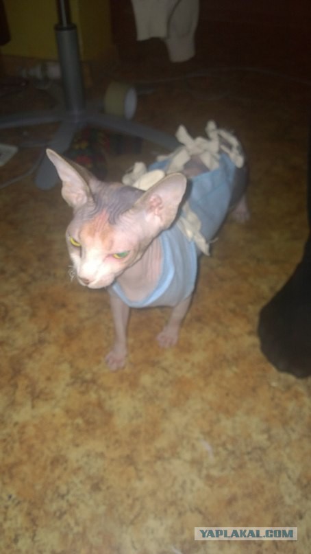 Котовторник