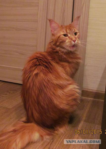 Котовоскресенье
