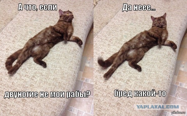 Котовторник 31.03.2015