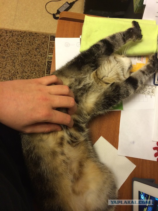 Котовторник 28.04.2015